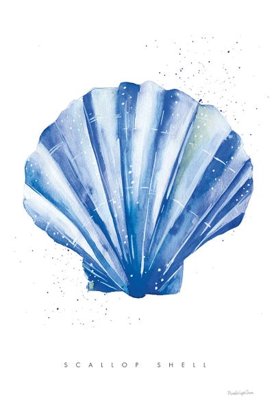 Sea Shells: Scallop Shell by Mercedes Lopez Charro