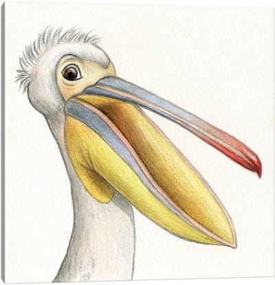 Pelican Canvas Art Print - Animal Illustrations