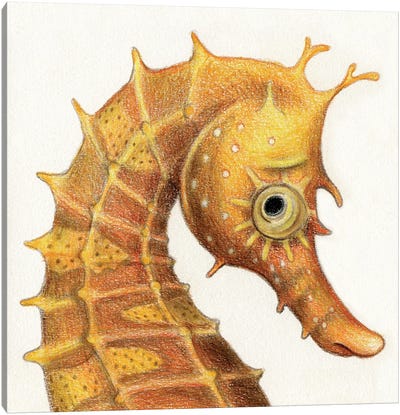 Seahorse Canvas Art Print - Miri Leshem-Pelly