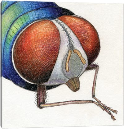 Fly Canvas Art Print - Miri Leshem-Pelly