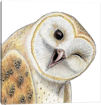 Barn Owl Canvas Art Print - Miri Leshem-Pelly