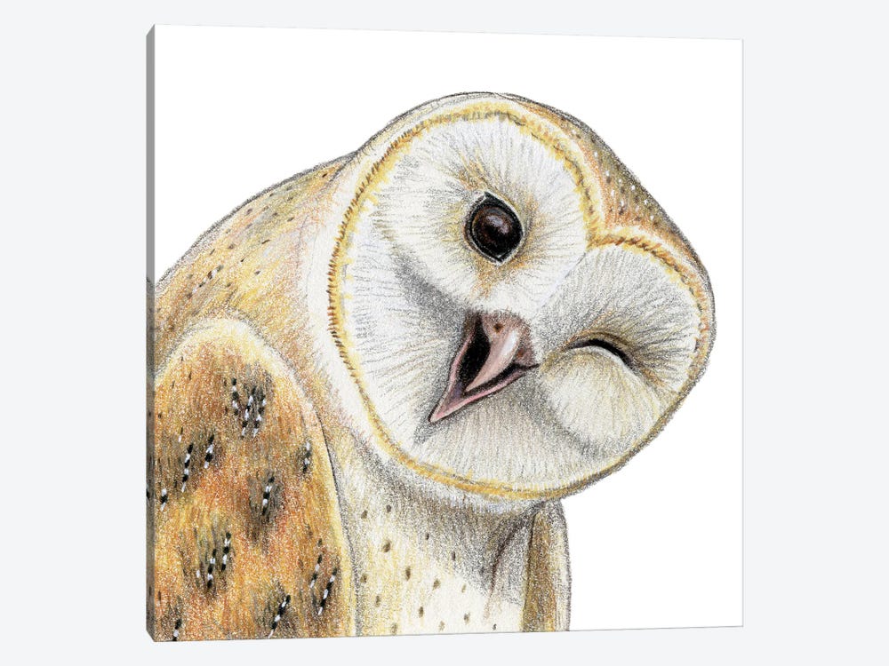 Barn Owl by Miri Leshem-Pelly 1-piece Canvas Wall Art