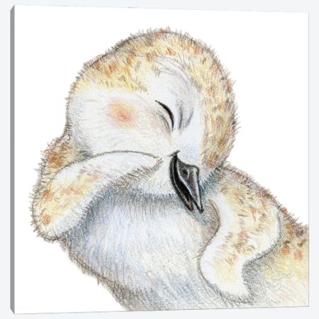 Plover Chick Canvas Print #MLH11} by Miri Leshem-Pelly Canvas Print