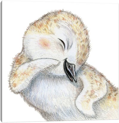 Plover Chick Canvas Art Print - Plovers