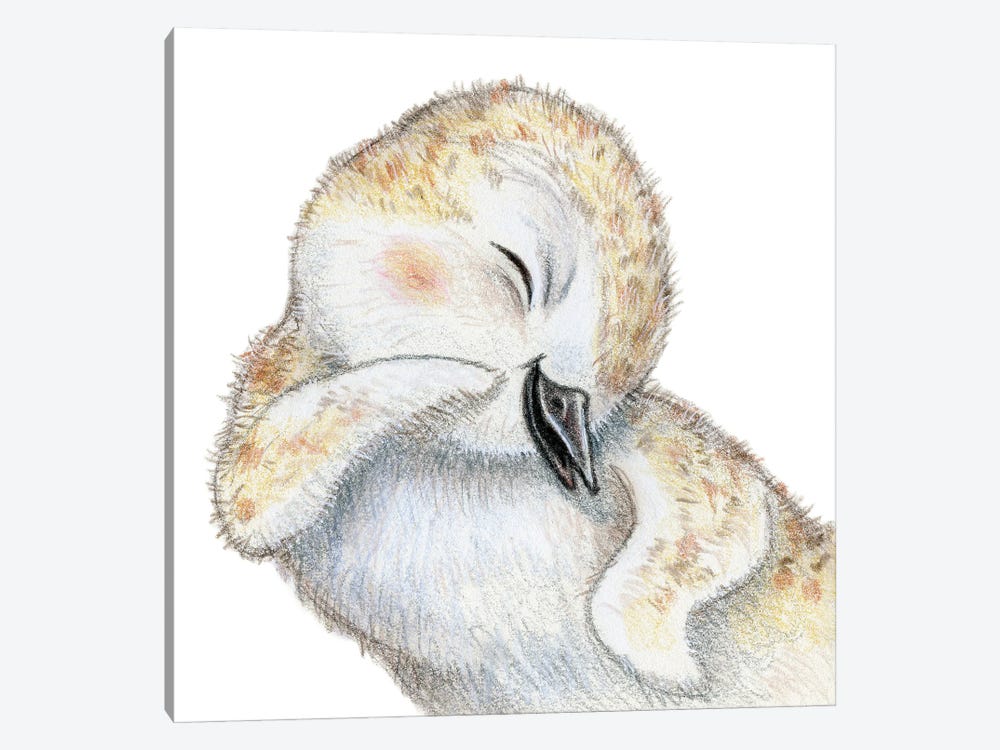 Plover Chick by Miri Leshem-Pelly 1-piece Canvas Art Print