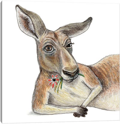 Kangaroo Canvas Art Print - Kangaroo Art