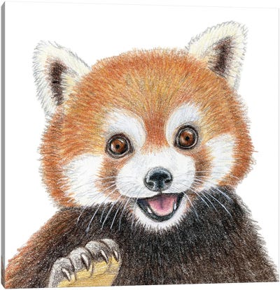 Red Panda Canvas Art Print - Red Panda