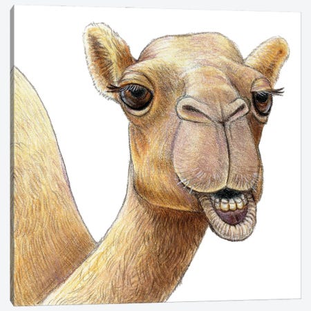 Camel Canvas Print #MLH25} by Miri Leshem-Pelly Canvas Art Print