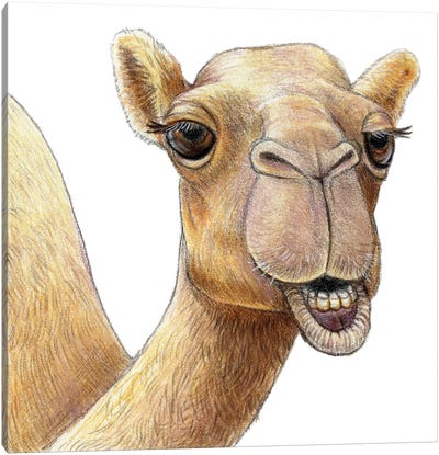 Camel Canvas Art Print - Miri Leshem-Pelly
