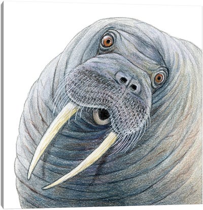 Walrus Canvas Art Print - Walrus Art