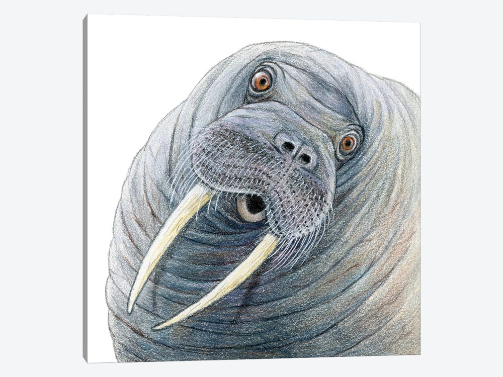 Walrus by Miri Leshem-Pelly 1-piece Canvas Art Print