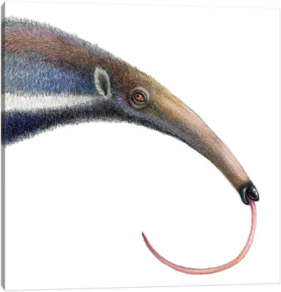 Anteater Canvas Art Print - Miri Leshem-Pelly