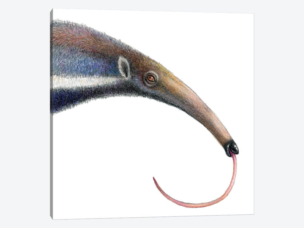 Anteater by Miri Leshem-Pelly 1-piece Art Print