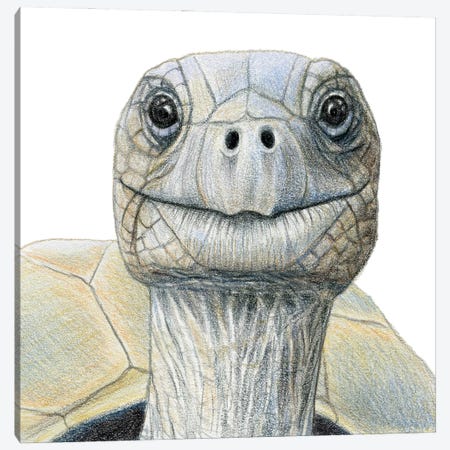 Tortoise Canvas Print #MLH29} by Miri Leshem-Pelly Canvas Artwork