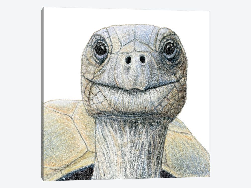 Tortoise by Miri Leshem-Pelly 1-piece Canvas Art