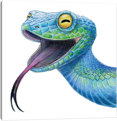 Snake Canvas Art Print - Animal Illustrations