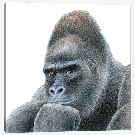 Gorilla Canvas Print #MLH33} by Miri Leshem-Pelly Canvas Print