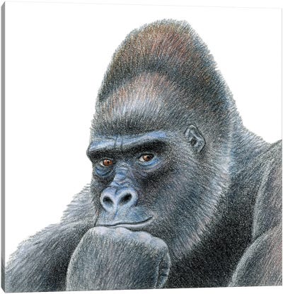 Gorilla Canvas Art Print - Miri Leshem-Pelly