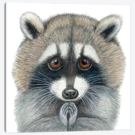 Raccoon Canvas Print #MLH35} by Miri Leshem-Pelly Canvas Art