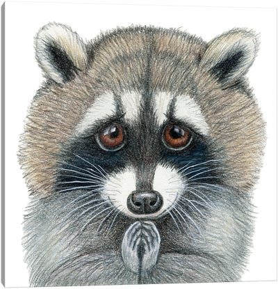 Raccoon Canvas Art Print - Miri Leshem-Pelly