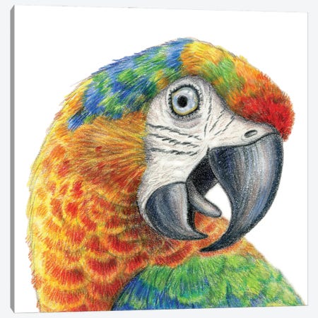 Parrot Canvas Print #MLH47} by Miri Leshem-Pelly Art Print