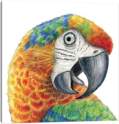 Parrot Canvas Art Print - Miri Leshem-Pelly