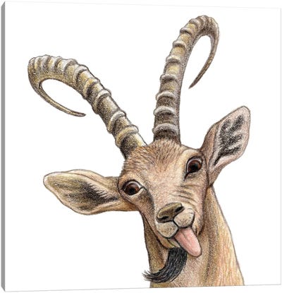 Ibex Canvas Art Print - Goat Art