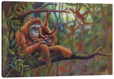 Orangutan Jungle Canvas Art Print - Orangutans
