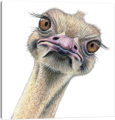 Ostrich Canvas Art Print - Miri Leshem-Pelly