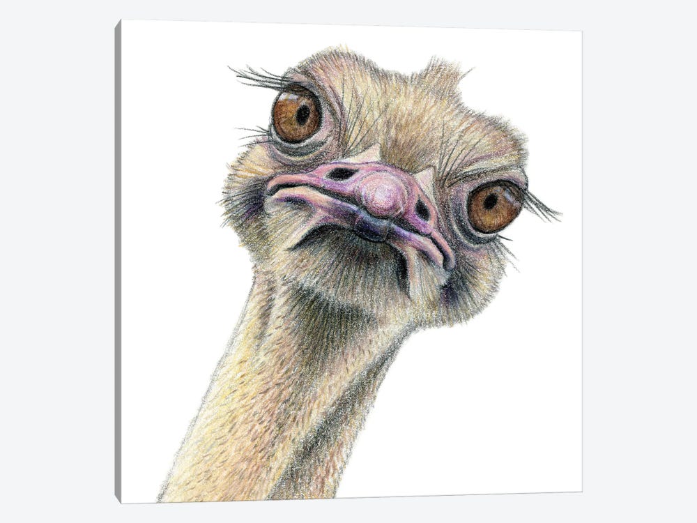 Ostrich by Miri Leshem-Pelly 1-piece Canvas Art Print