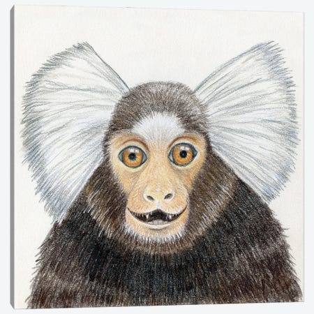 Marmoset Monkey Canvas Print #MLH62} by Miri Leshem-Pelly Canvas Art