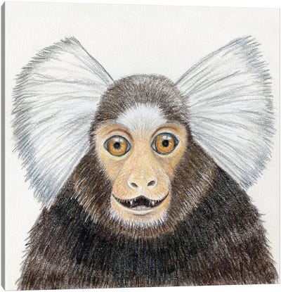 Marmoset Monkey Canvas Art Print - Miri Leshem-Pelly