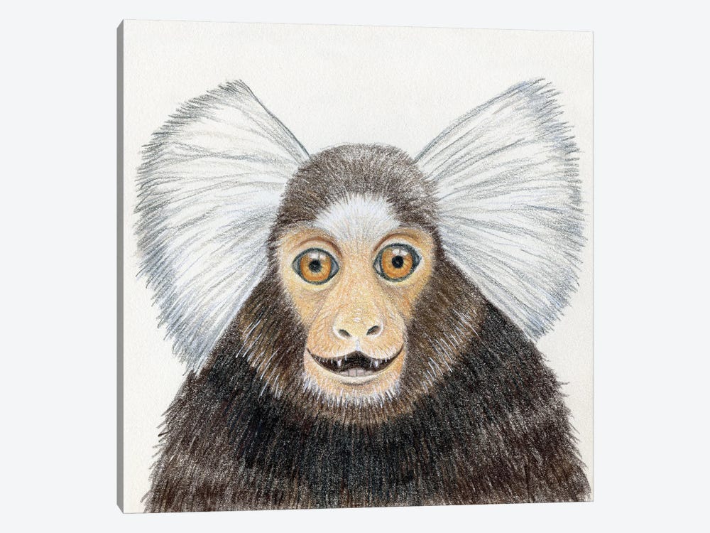 Marmoset Monkey by Miri Leshem-Pelly 1-piece Canvas Art Print