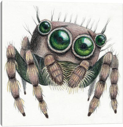 Jumping Spider Canvas Art Print - Miri Leshem-Pelly