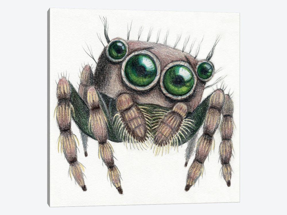Jumping Spider by Miri Leshem-Pelly 1-piece Canvas Artwork