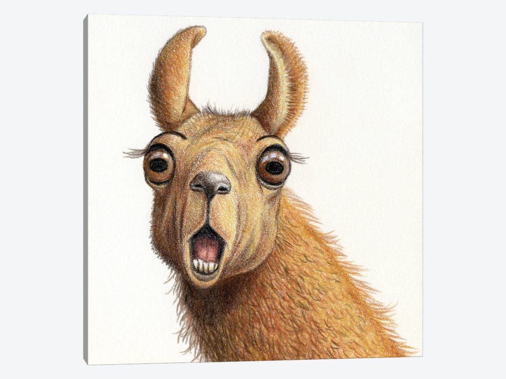 Llama by Miri Leshem-Pelly 1-piece Canvas Art