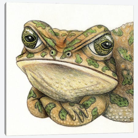 Toad Canvas Print #MLH75} by Miri Leshem-Pelly Canvas Art