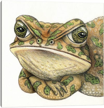 Toad Canvas Art Print - Miri Leshem-Pelly