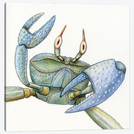 Crab Canvas Print #MLH79} by Miri Leshem-Pelly Canvas Art Print