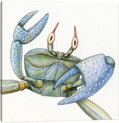 Crab Canvas Art Print - Miri Leshem-Pelly