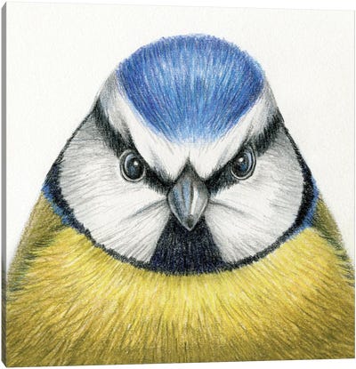 Tit Bird Canvas Art Print - Miri Leshem-Pelly