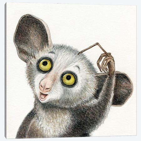 Aye-Aye Lemur Canvas Print #MLH85} by Miri Leshem-Pelly Art Print