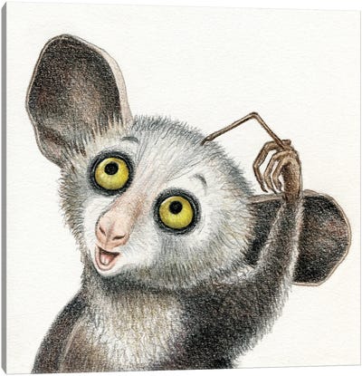 Aye-Aye Lemur Canvas Art Print - Miri Leshem-Pelly