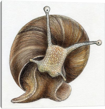 Snail Canvas Art Print - Miri Leshem-Pelly