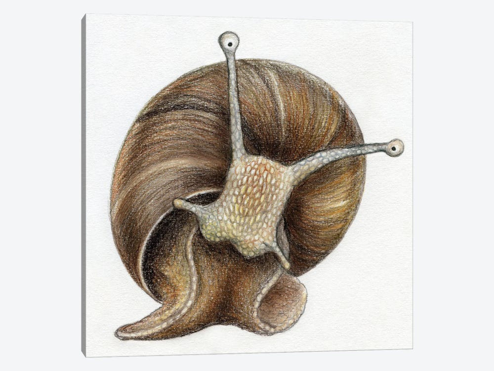 Snail by Miri Leshem-Pelly 1-piece Art Print
