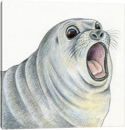 Seal Canvas Art Print - Miri Leshem-Pelly