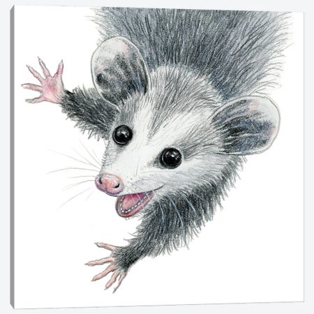 Opossum Canvas Print #MLH9} by Miri Leshem-Pelly Canvas Wall Art
