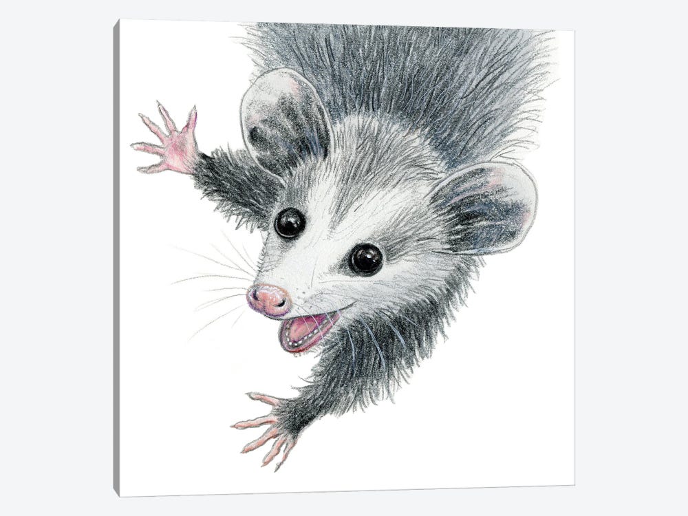 Opossum by Miri Leshem-Pelly 1-piece Canvas Print