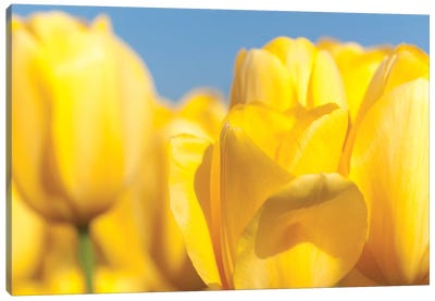 Sunshine Yellow I Canvas Art Print - Tulip Art