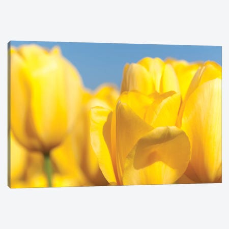 Sunshine Yellow I Canvas Print #MLM10} by Melissa Mcclain Canvas Art